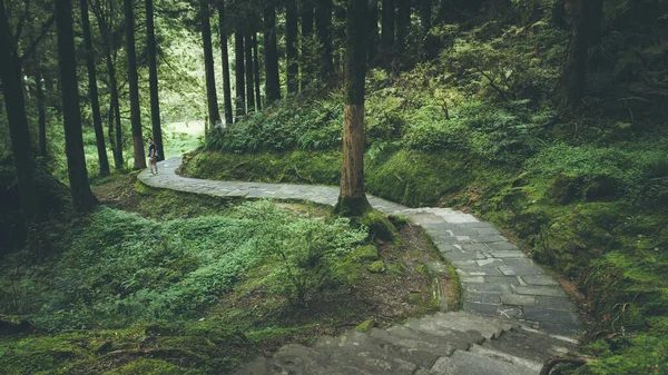 Long Street Green Forest Alishan National Forest Recreation Área Chiayi —  Fotos de Stock