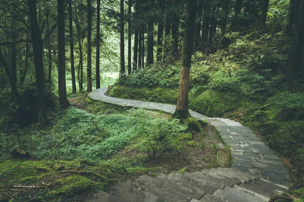 Lange Straße Grünen Wald Alishan National Forest Recreation Area Chiayi — Stockfoto