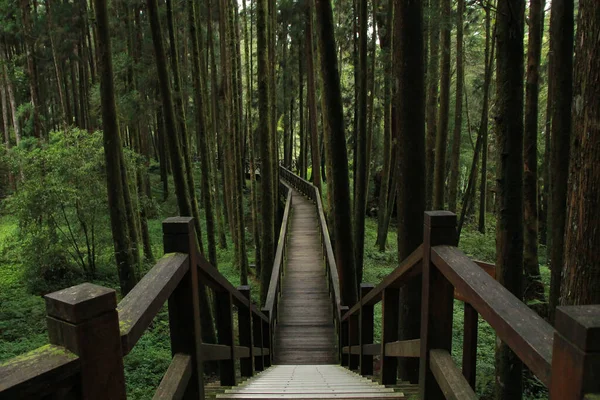 Schöner Wanderweg Mit Pinienwald Alishan National Forest Recreation Area Chiayi — Stockfoto