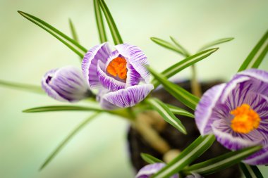 buket bahar mor Iridaceae