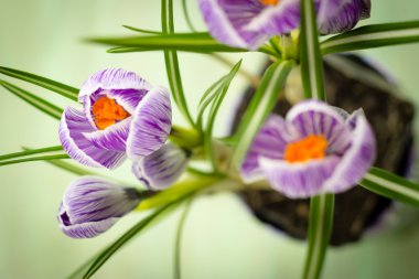 buket bahar mor Iridaceae