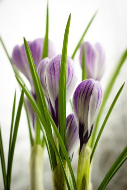 buket bahar mor Iridaceae