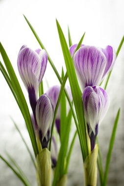 buket bahar mor Iridaceae