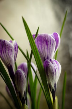 buket bahar mor Iridaceae