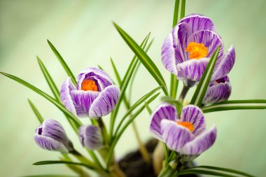 buket bahar mor Iridaceae