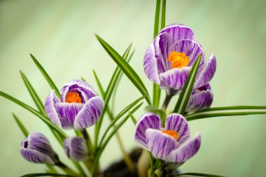 buket bahar mor Iridaceae