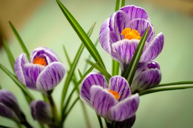 buket bahar mor Iridaceae