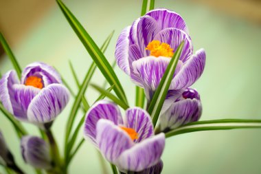 buket bahar mor Iridaceae