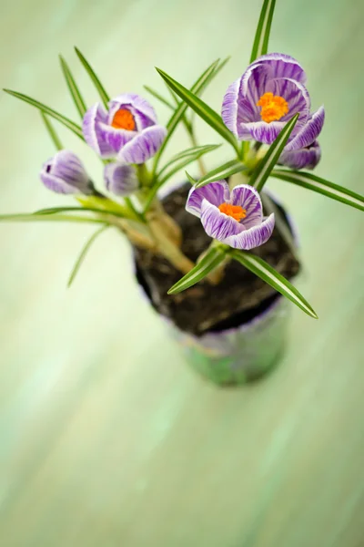 Boeket van voorjaar paarse crocus — Stockfoto