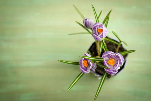 Bouquet of spring purple crocus — Stock Photo, Image