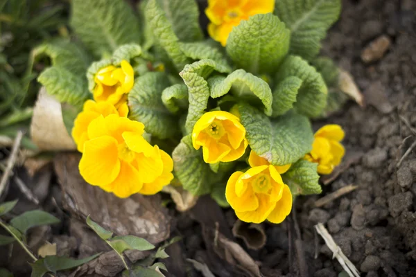 Young undersized flowers primrose yellow, purple — Stock Photo, Image