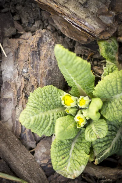 Mladý podměrečné květy rozkoše žlutá, fialová — Stock fotografie