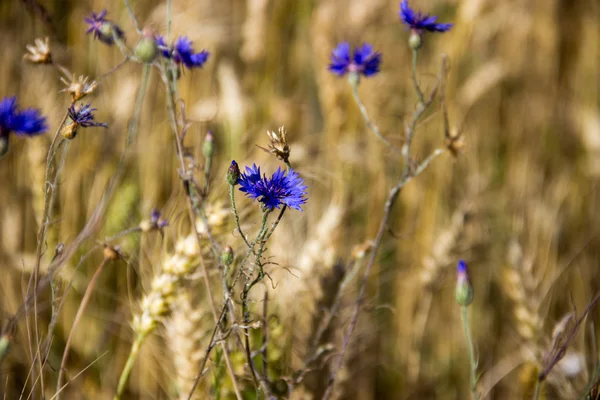 Vete fält, blåklinten, öron, blå himmel, sommar — Stockfoto