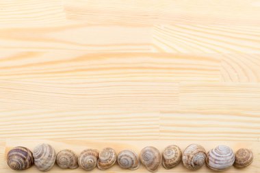 salyangoz bir ahşap yüzey, çakıl taşları, kabukları, çim, kır çiçekleri,