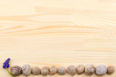 salyangoz bir ahşap yüzey, çakıl taşları, kabukları, çim, kır çiçekleri,