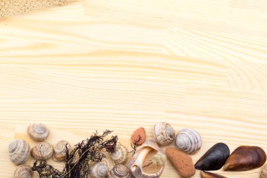 salyangoz bir ahşap yüzey, çakıl taşları, kabukları, çim, kır çiçekleri,