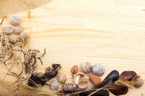 Caracol em uma superfície de madeira, seixos, conchas, grama, flores selvagens , — Fotografia de Stock