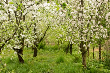 Bahar, elma çiçeği, beyaz çiçekler