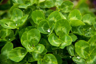 Bahar, yeşil çimen çiy damlaları ile