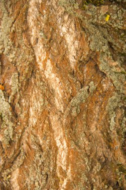 ahşap, ağaç kabuğu, odun yapısı, bir ağacını kesmek