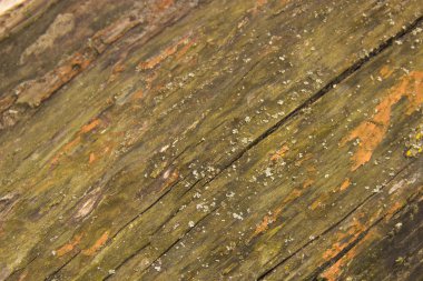 ahşap, ağaç kabuğu, odun yapısı, bir ağacını kesmek