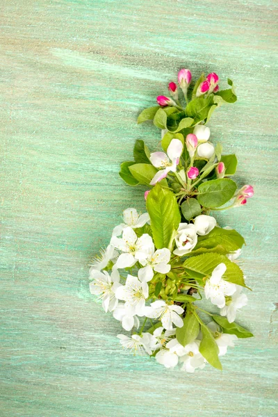 Apple blossom, cherry flowers on a turquoise background — Stock Photo, Image