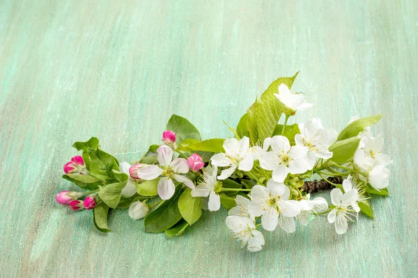 Flor de maçã, flores de cereja em um fundo turquesa — Fotografia de Stock