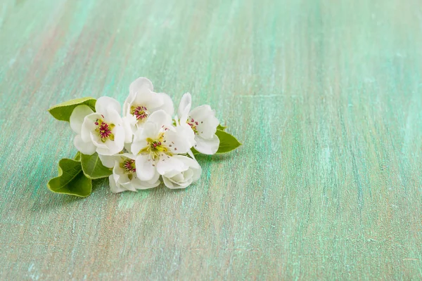 Apple blossom, cherry bloemen op een turkooizen achtergrond — Stockfoto