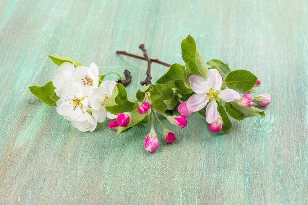 Apple blossom, cherry bloemen op een turkooizen achtergrond — Stockfoto