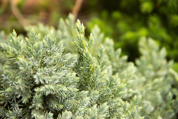 Frühling, junge Kiefernzweige Arborvitae, kegelförmig, Buchsbaum — Stockfoto