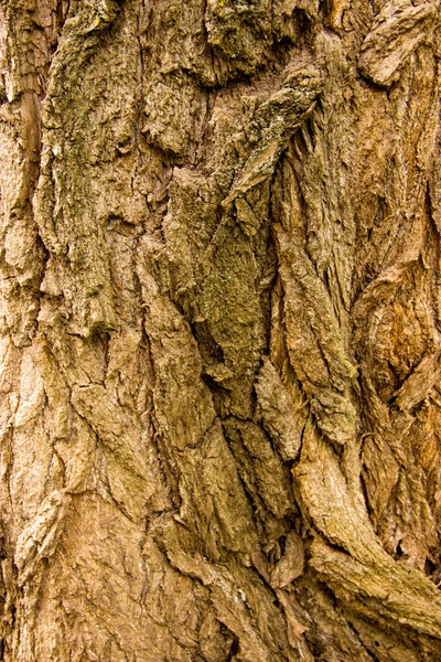 ahşap, ağaç kabuğu, odun yapısı, bir ağacını kesmek