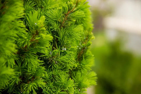 Frühling, junge Kiefernzweige Arborvitae, kegelförmig, Buchsbaum — Stockfoto