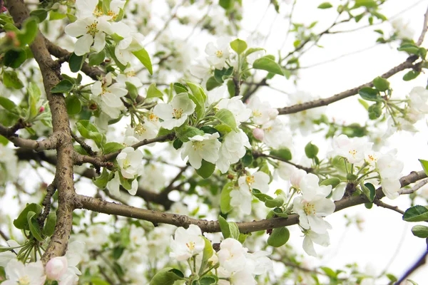 Appel bloesem, lente, witte bloemen — Stockfoto