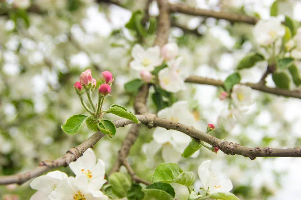 Appel bloesem, lente, witte bloemen — Stockfoto