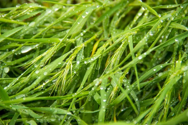 Frühling, grünes Gras mit Tautropfen — Stockfoto