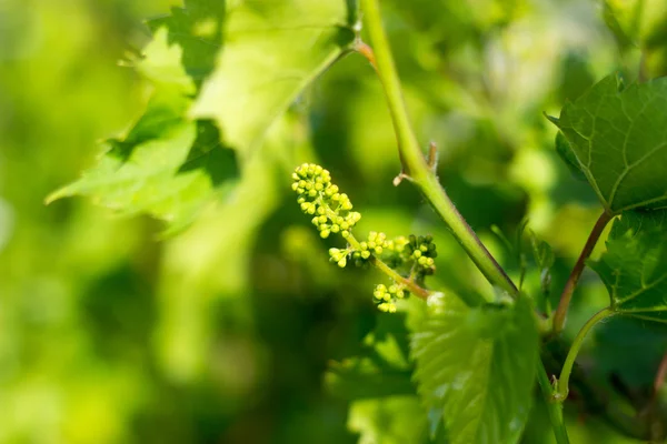 Printemps journée ensoleillée, un bouquet de jeunes raisins — Photo