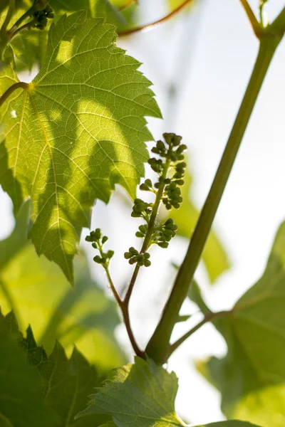 Giornata di sole primaverile, un grappolo di uva giovane — Foto Stock