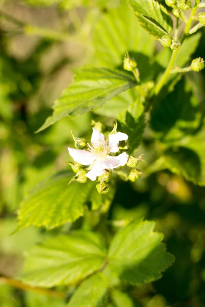 Giornata di sole primaverile, bacche giovani e fiori mora — Foto Stock