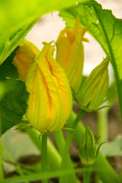 Flores amarelas de abóbora, abobrinha arbustos floridos, folhas verdes — Fotografia de Stock