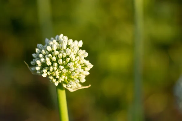 Cebolla de flor, flores de cebolla, fondo borroso — Foto de Stock