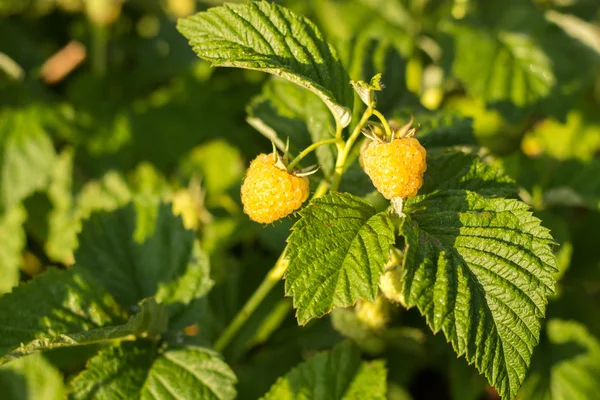 Sarı Kırmızı Ahududu yeşil yapraklarda