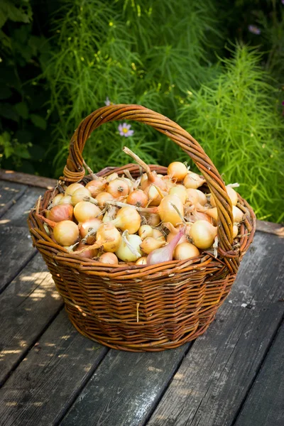 Oignons fraîchement récoltés déversement sur un vieux dessus de table en bois, ne — Photo