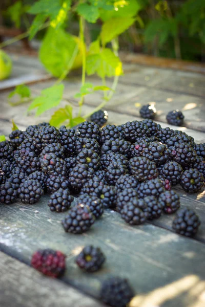 Moras negras, moras maduras, moras inmaduras en th —  Fotos de Stock