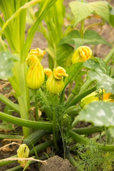 Fleurs jaunes de citrouille, des arbustes à fleurs de courgettes, feuilles vertes — Photo