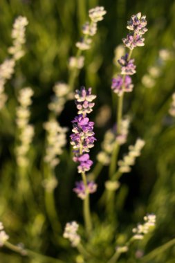 Mor lavanta, arka plan bulanık