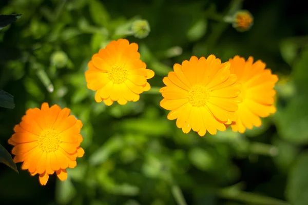 Floração arbusto calêndula calêndula flores sobre fundo borrado — Fotografia de Stock