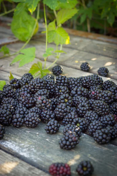 Moras negras, moras maduras, moras inmaduras en th —  Fotos de Stock