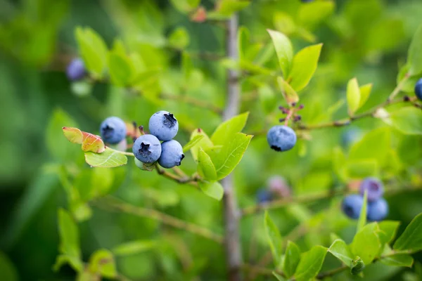 çalılar, arka plan bulanık üzerinde olgunlaşmış yaban mersini