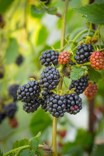 Moras negras, moras maduras, moras inmaduras en th —  Fotos de Stock