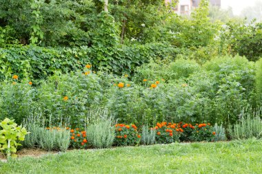 Aster, yüksek ve düşük marigolds, cale ekili Bahçe, yaz